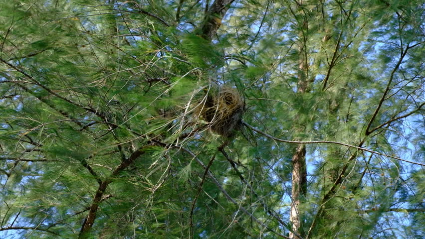 A nest of birds on a tree in the wild.