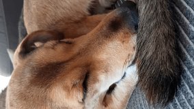 Charming dog sleeps in a funny position. Selective focus. Mongrel dog rests with his nose buried in his tail. The pet lies curled up in a ball. Funny animals. Vertical video.