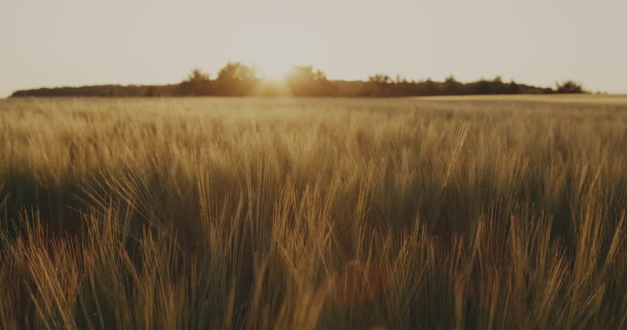 fly over beautiful bright wheat field meadow in Ukraine in summer at sunset. Drone view. Calm sunset nature background. 4k view above field. Harvest season. smooth flight over green yellow plants