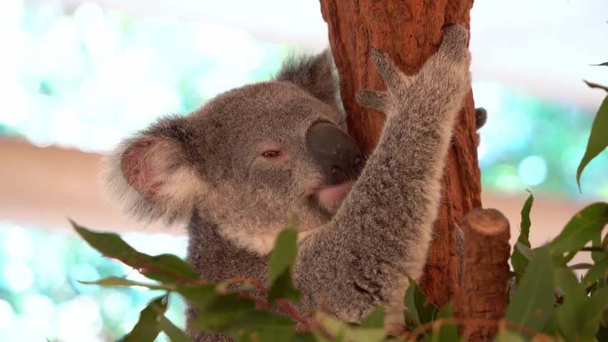 Sleepy northern koala, phascolarctos cinereus, hugging the eucalyptus tree, moving its fluffy ears slightly, daydreaming during the day, close up shot.