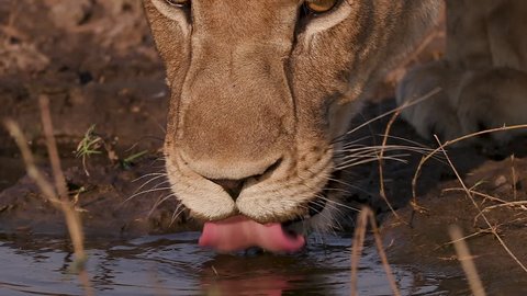 Slow motion close-up view of female lioness lion drinking water, Botswana