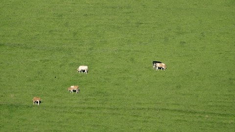 Five Cows Pasturing In Field In The Austrian Alps Mountains.