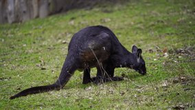 Video of Eastern Wallaroo in zoo
