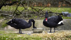 Video of Black Swan in zoo