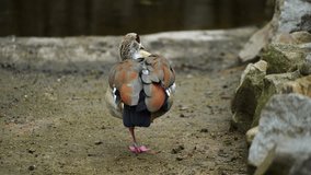 Video of Egyptian Goose in zoo