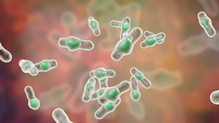 Сколько живут споры. Клостридии difficile споры. Бактерии рода Clostridium. Споровые микробы. Споровые бактерии микробиология.