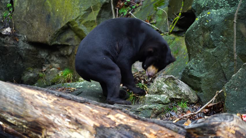 Malayan Sun Bear image - Free stock photo - Public Domain photo - CC0 ...