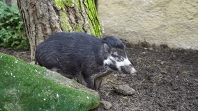 Video of Visayan warty pig