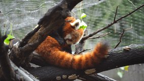 Video of Red panda in zoo