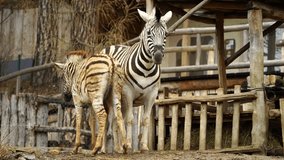 Video of Burchell's zebra in zoo
