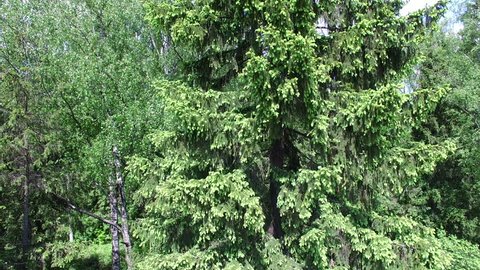 Sky above Forest Summer