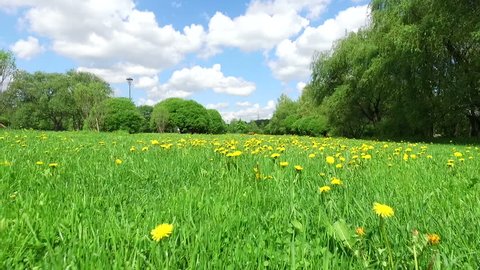 Drone Flight Over Dandelions in Altufyevo Park, Moscow