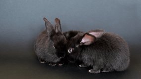 Three black rabbits sit on black background. One sniffing hare moves his nose. Easter symbol. Farm animals on studio shoot. Chinese New Year holiday card. Group of cute furry pets. 4K video footage.
