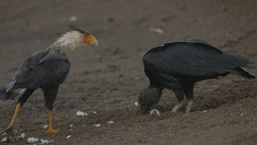 Crested caracara attacks vulture scavenging sea turtle eggs on beach Costa Rica Royalty-Free Stock Footage #3435390351