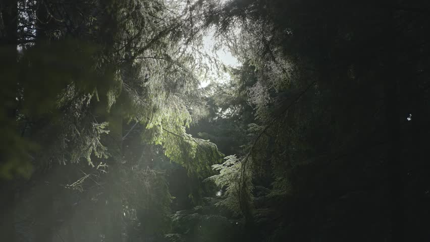 Midday Sun Pierces Through Trees In Dense Forest 4K