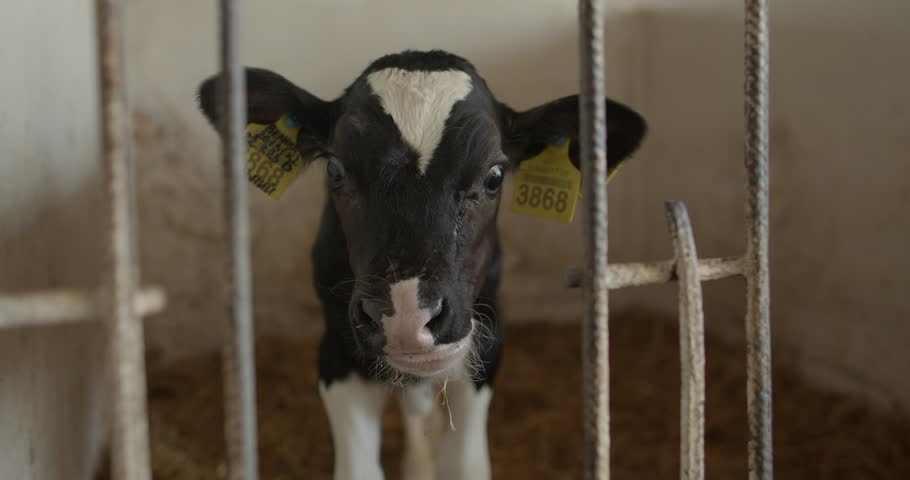 A small black and white calf with yellow ear tags is standing in a stable on a farm.