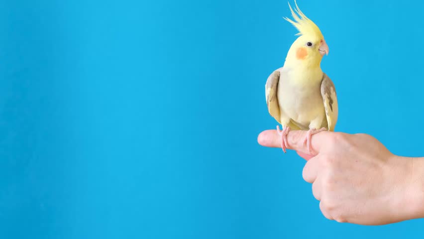 Person delicately holding azure bird with electric blue plumage