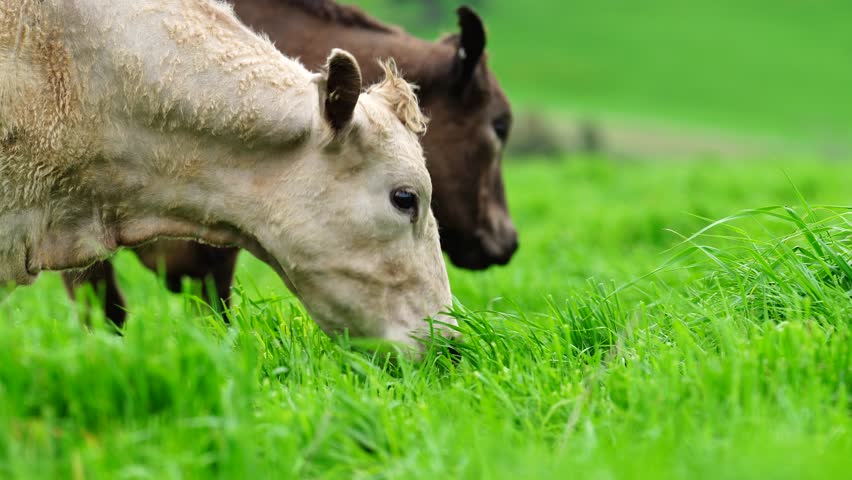 beautiful cattle in Australia  eating grass, grazing on pasture. Herd of cows free range beef being regenerative raised on an agricultural farm. Sustainable farming of food crops. Cow in field 
