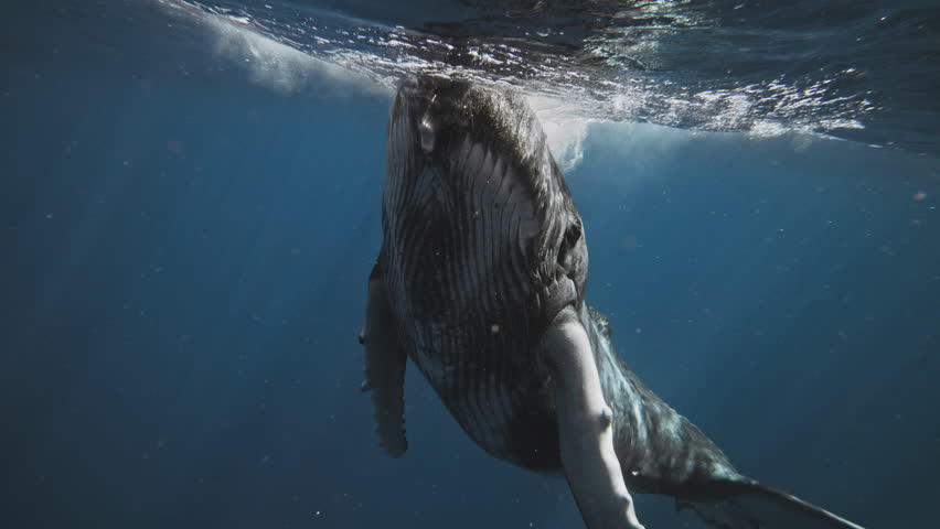 Frontal view of humpback whale splashing on surface dropping below into deep blue ocean off coast of Tonga