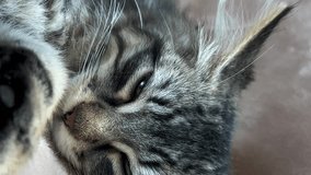 A small shaggy and striped kitten is sleeping soundly, he lies on his side on a beige blanket He has huge ears Squints eyes a little He is very cute and lovely