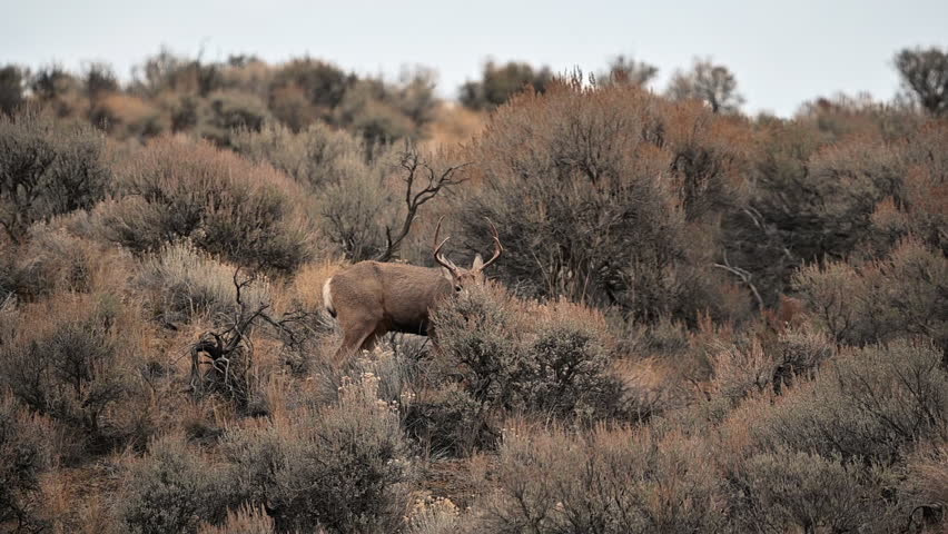 Gentle Giants of the Forest: Witnessing Mule Deer at Lac du Bois