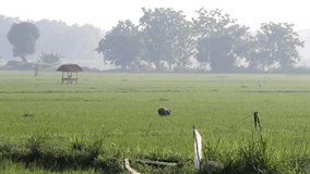 Short video of the atmosphere in the morning in the rice field area when the morning fog and dew are still thick 