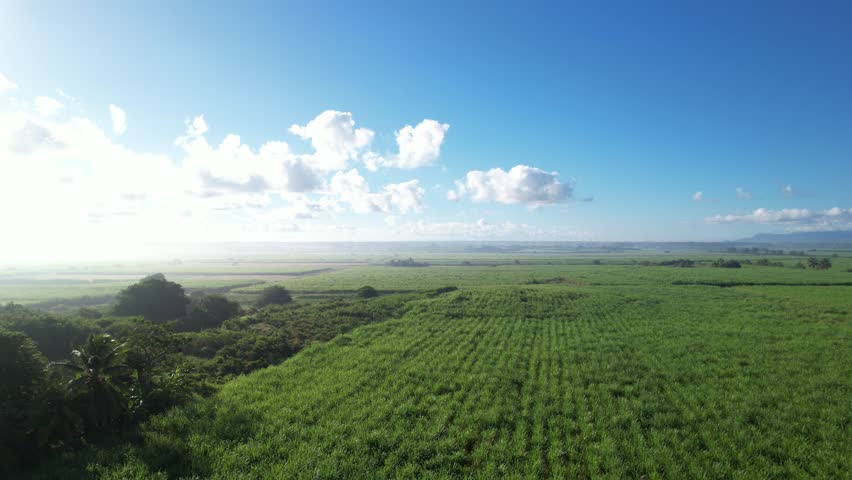 Endless sugar cane fields in Guadeloupe, aerial drone view