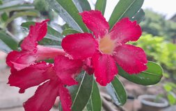 Red frangipani flowers, this plant has been widely cultivated in subtropical and tropical climates throughout the world, detailed and focused video shooting
