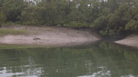 4K video footage of a giant Salt-water Crocodile sliding down the mudflat into the river during the low tide period in Sundarban Tiger Reserve of West Bengal in India. 