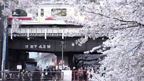 NAKAMEGURO, TOKYO, JAPAN - APR 2022 : Cherry blossoms at Meguro river and unidentified people. Japanese spring season concept video. Slow motion shot.