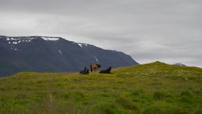 Icelandic horses grazing in Iceland. The Icelandic horse is a breed of horse developed in Iceland. Cloudy weather in Iceland. Summer in Iceland.