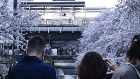 NAKAMEGURO, TOKYO, JAPAN - APR 2022 : Cherry blossoms at Meguro river and unidentified people. Japanese spring season concept, 4K  video.