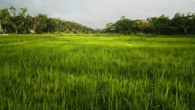 Aerial view over lush green paddy fields at sunset. Drone footage of rice crops in golden hour light, showcasing vibrant agriculture, farming landscape, and serene natural scenery.