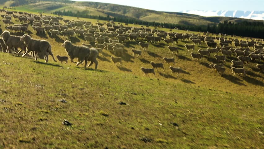 Sheep Heard Mountain View