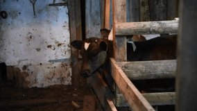 Side view of two young cute calfs standing by wooden fence in dark cowshed at night. Real time handheld video. Soft focus. Organic traditional dairy farm theme.