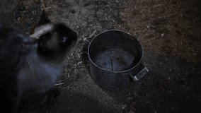 Close-up view of person pouring fresh milk in metal bowl for few cats in dark cowshed in organic traditional dairy farm. Soft focus. Real time handheld video. Animal care theme.