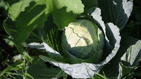 Close up view of group of white cabbage heads with green leaves growing in vegetable garden in a sunny summer day. Agricultural industry. Soft focus. Real time handheld video. Organic food theme.