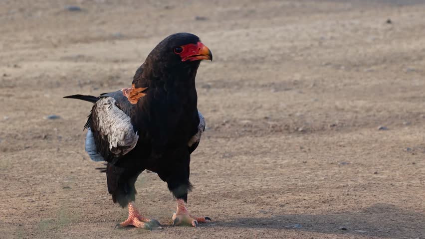 A bateleur eagle very close up