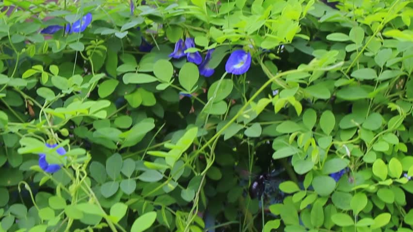 beetles flying among vines, blue butterfly pea flowers