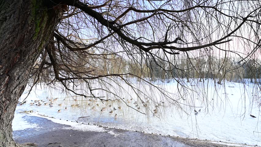 A tree without leaves in winter above a partially frozen pond in a city park