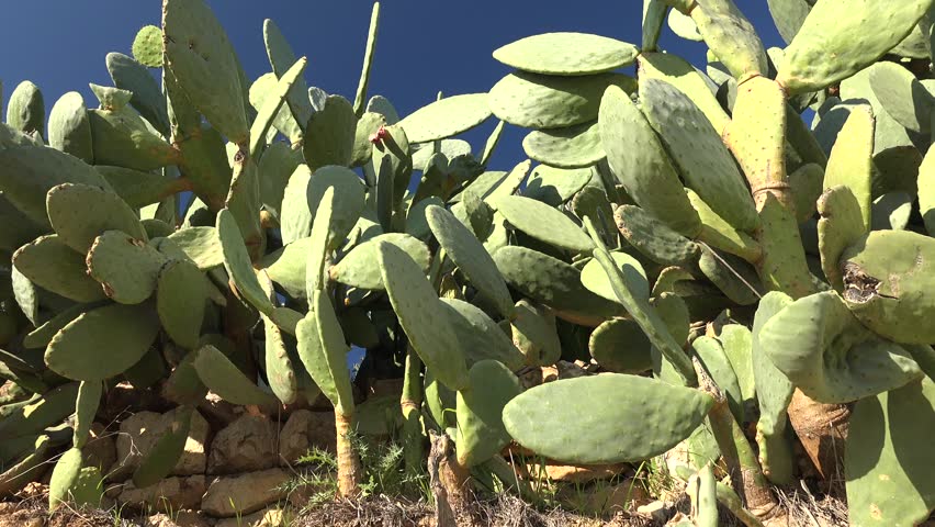Dense and congested real cactus forest in its natural habitat.