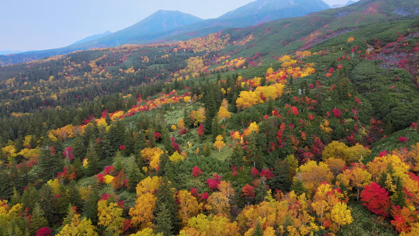 Cinematic aerial shot of autumn leaves on slopes of Mount Tokachi in Hokkaido, Japan