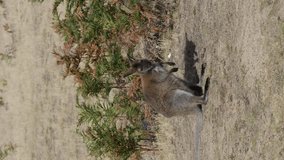 Portrait video of an adorable wallaby sitting on the grass chewing on a straw. Cute little kangaroo on the dry grassland of Narawntapu-National Park, Tasmania, Australia. Tasmanian beautiful wildlife