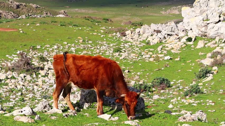 A cow grazing grass in the mountains of the Moroccan city of Tetouan