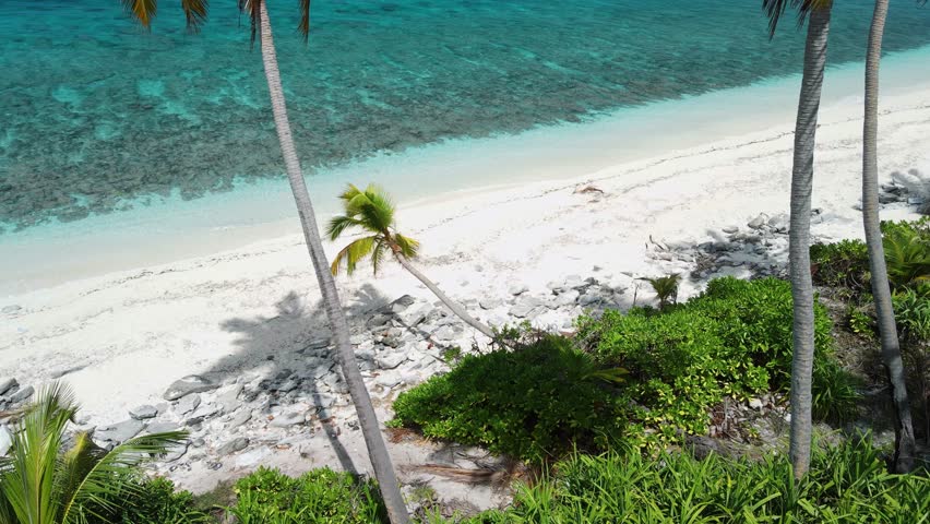 Maldives tropical beach with palms and blue ocean. Aerial view between the palm trees