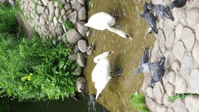 A white swan and other ducks swim near the shore in the park. Vertical video. High quality FullHD footage
