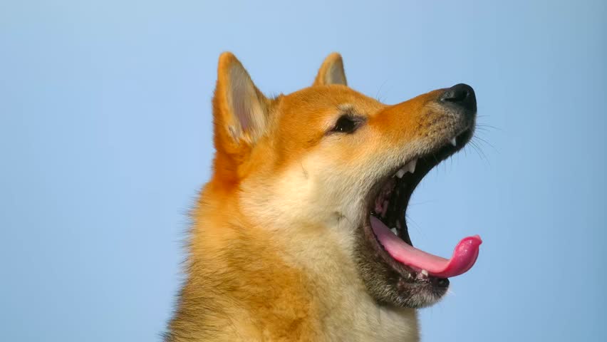 video portrait of a yawning red Shiba inu puppy dog close up. Japanese Shiba Inu pet doggy. A cute puppy close up on blue plain background. Color dog red sesame. side view. yawn and lick your lips Royalty-Free Stock Footage #3435938539