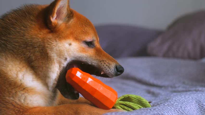 Portrait red dog of the Shiba Inu breed lying on the bed at home and gnawing a rubber toy in the form of a carrot made of caoutchouc. Slow motion. A puppy is playing with a toy. doggy nibbling on toy Royalty-Free Stock Footage #3435938731