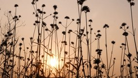 Silhouette, Beautiful flowers in field on sunset background.4k video