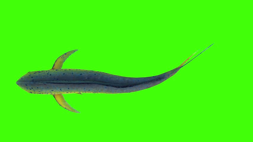 3D Mahi Mahi Fish swimming underwater or ocean top view loop Animation on Green Screen, 4k Mahi Fish float render on chroma-key fish of warm seas, with silver and bright blue or green coloration Royalty-Free Stock Footage #3436018227